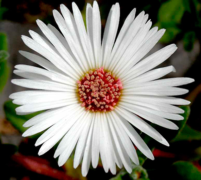 Цветок Мезембриантемум Белый (0,3 гр.)