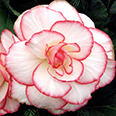 Цветок Бегония клубневая Шанель Бело-розовая (5 шт.)
