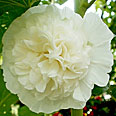 Цветок Шток-Роза Царевна Лебедь (0,1 гр.)