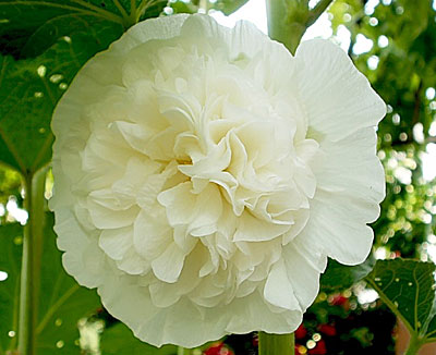 Цветок Шток-Роза Царевна Лебедь (0,1 гр.)