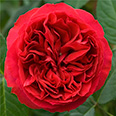Роза Травиата (мейян, чайно-гибридная)