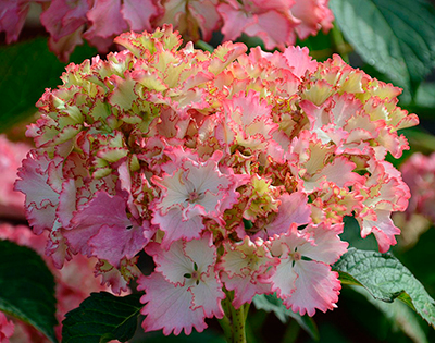 Гортензия крупнолистовая Со Лонг Санни