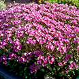 Цветок Арабис грандифлора Розовый (0,1 гр)