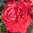 Роза Симпатия (плетистая)