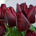 Тюльпан многоцветковый Уоллфлауэр (в упаковке 10 луковиц)