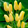 Тюльпан многоцветковый Х.Д. Геншер (в упаковке 10 луковиц)
