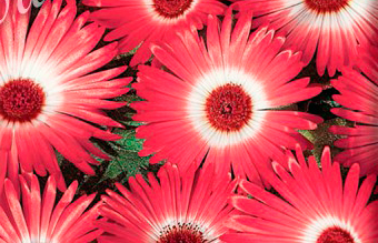 Цветок Доротеантус маргаритковидный Бэмби красный (0,1 гр.)