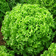 Салат Прима 20 (1 гр.)