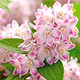 Дейция гибридная Распберри Сандей (цветки белые с пурпурно-розовым)