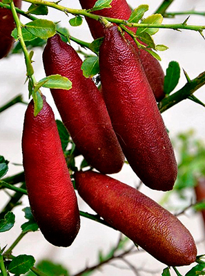 Цитрус Лайм Пальчиковый (плод тёмно-бордовый)