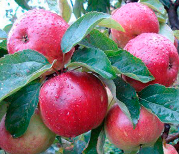 Яблоня карликовая Антоша (осенний сорт)
