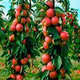 Яблоня колонновидная Баргузин (осенний сорт)