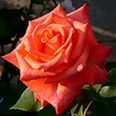 Роза Импульс (чайно-гибридная)
