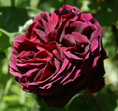 Роза Олд Ромео (чайно-гибридная)