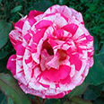 Роза Пикси Гауди (миниатюрная)