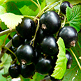 Смородина чёрная "Августа" (традиционный сорт)