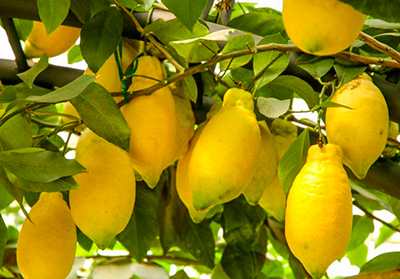 Цитрус Лимон Лунарио (плод желтый)