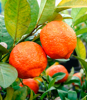 Цитрус Лайм Рангпур (плод тёмно-оранжевый)