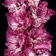 Гладиолус "Гиперпространство" крупноцветковый (5 шт. в упаковке)