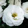 Цветок Эустома крупноцветковая Корелли Вайт (5 шт.)