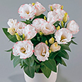 Цветок Эустома махровая Рози Бело-розовая (5 шт.)