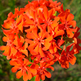 Цветок Лихнис Вулкан (0,1 гр.)