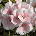 Цветок Пеларгония зональная Шоколадница Нежно-розовая (5 шт.)