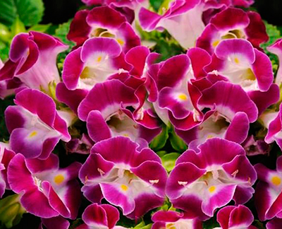 Цветок Торения Мармелад Малиновый (5 шт.)
