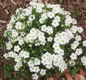 Цветок Аренария Снежинки (0,05 гр.)