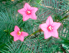 Цветок Ипомея Созвездие Розовая (0,3 гр.)