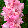 Гладиолус "Самара" крупноцветковый (5 шт. в упаковке)