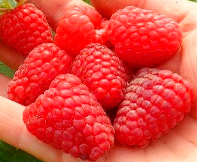 Малина Маравилла (ремонтантный сорт)