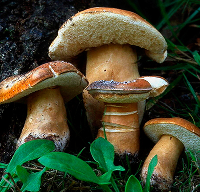Белый гриб каштановый на компосте (60 мл.)