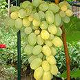 Виноград плодовый Августин (H20-40см)