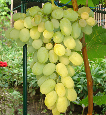 Виноград плодовый Августин (H20-40см)