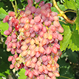 Виноград плодовый Кишмиш лучистый (H20-40см)