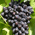 Виноград плодовый Кодрянка (H20-40см)
