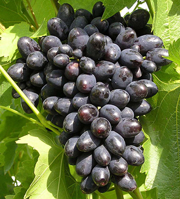 Виноград плодовый Кодрянка (H20-40см)