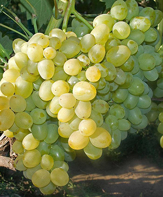 Виноград плодовый Супер-Экстра (H20-40см)