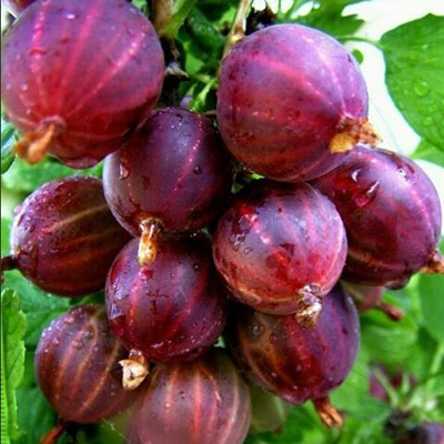 Крыжовник Сенатор (Консул) (H20-40см) Крыжовник Сенатор (Консул) (H20-40см)