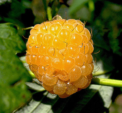 Малина желтоплодная Желтый гигант (H20-40см)
