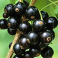 Смородина чёрная Чёрный жемчуг (H20-40см)