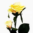 Искусственные декоративные цветы - Роза желтая (h-61см)