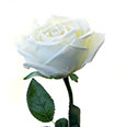 Искусственные декоративные цветы - Роза белая (h-66см)