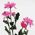 Искусственные декоративные цветы - Хризантема розовая (h-74см)