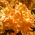 Азалия японская Голден Лайтс (цветки желто-оранжевые)