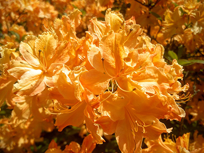 Азалия японская Голден Лайтс (цветки желто-оранжевые)