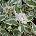 Дерен белый Аргентеомаргината (лист бело-зелёный)