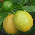 Цитрус Лаймкват Юстис (плод ярко-жёлтый)