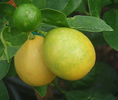 Цитрус Лаймкват Юстис (плод ярко-жёлтый)